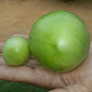 Umbu Gigante – Saco 24 kg