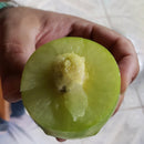 Umbu Gigante 2,5Kg