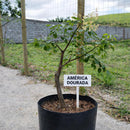 Muda de Umbu Gigante – América Dourada