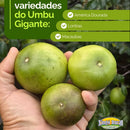 3 MUDAS - Macaúba, Lontra e América Dourada